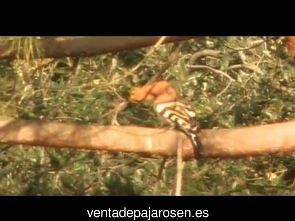 Cria de pajaros en casa Churriana de la Vega?